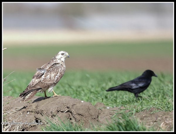 Buse variable